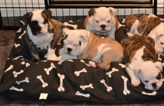 Awesome Males And Females English Bulldog Puppies For Sale